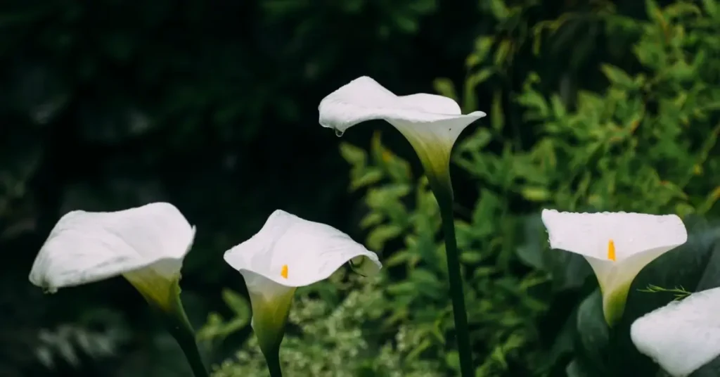 masculine flowers color symbolism