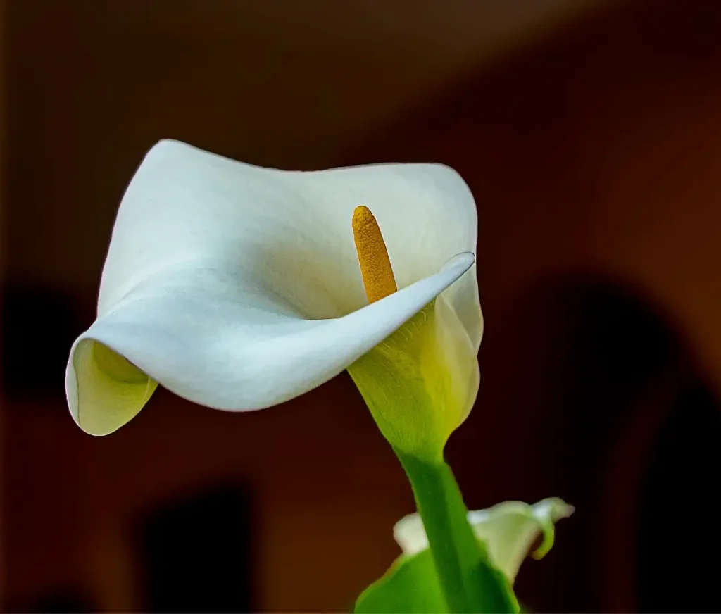 calla lily as a masculine flowers