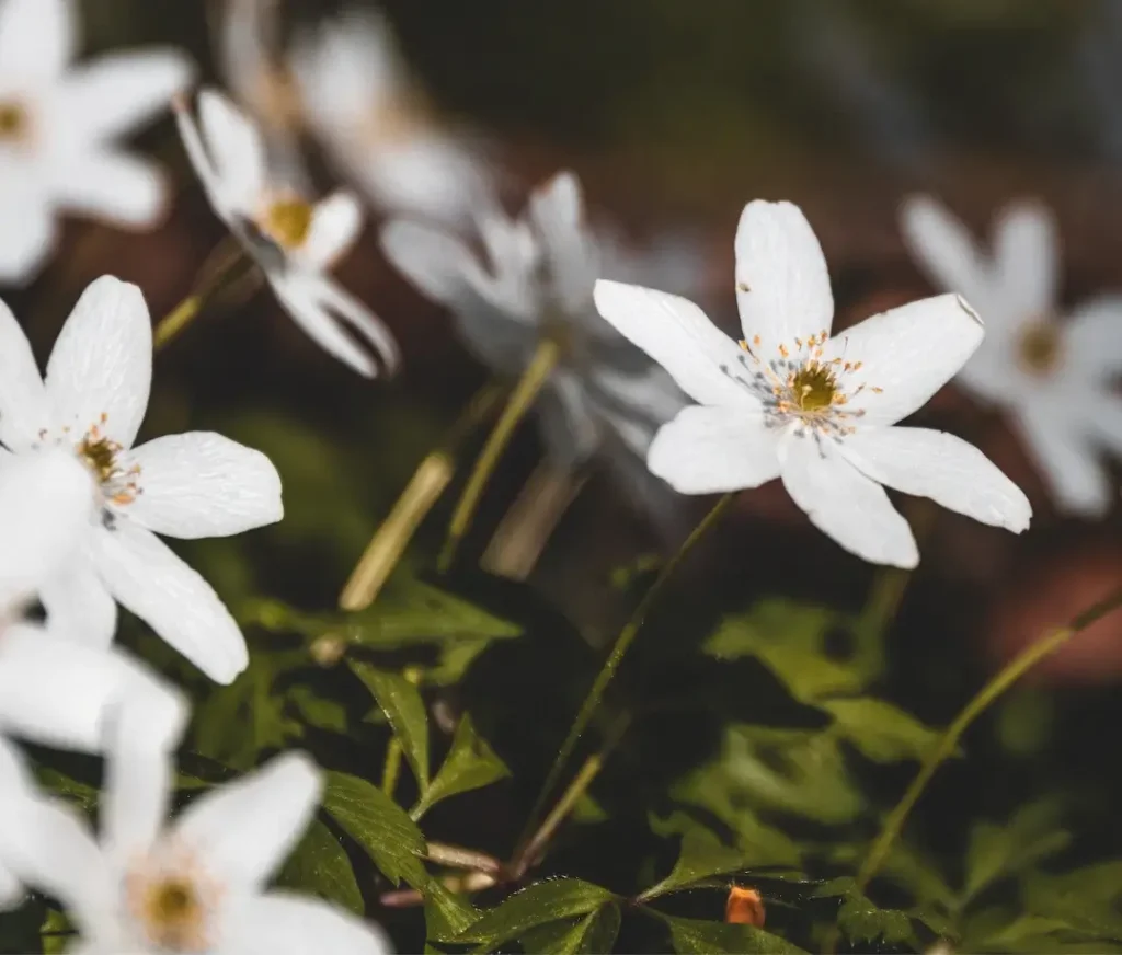 white anemone as a masculine flowers