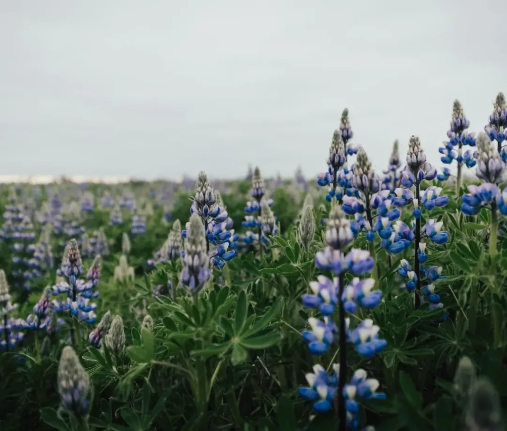 lupine as a masculine flowers