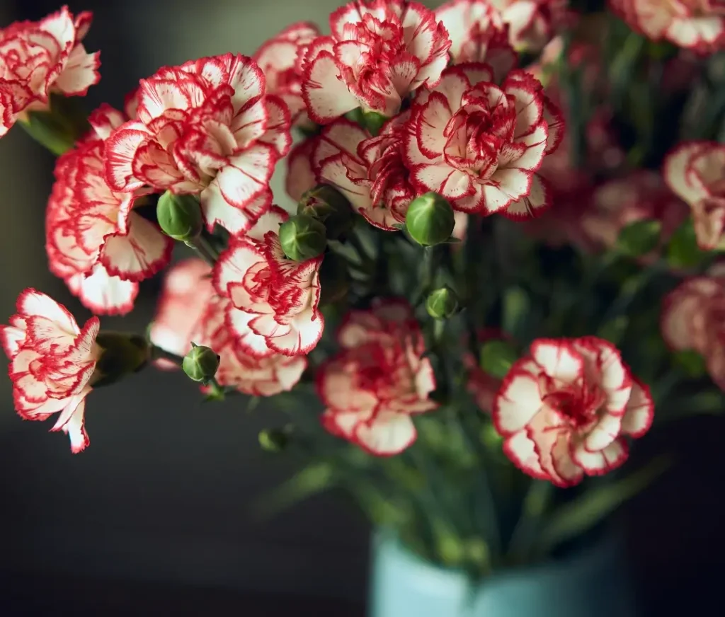 carnations masculine flowers